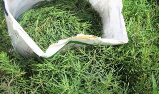 蓬菜的种植方法 蓬蓬菜生长在哪里?