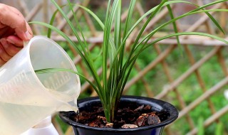 兰花肥料如何做（怎样制作兰花肥料）