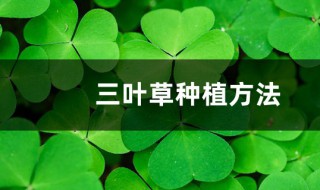三叶草的正确种植方法（三叶草怎么栽）
