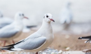 种鸽搭配技巧（种鸽的选择）