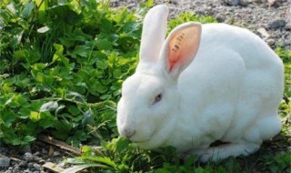 兔子怎样养殖(兔子怎么养殖?)