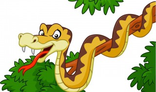 关于饲养宠物蛇的八个注意事项 养宠物蛇需要准备的东西