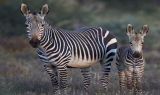 身体是黑白的动物都有哪些（哪些动物身上是黑白颜色的）