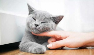 猫刚到家太脏怎么处理 养猫家里脏怎么办