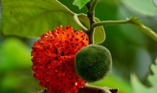 构树果实怎么吃 构树果实怎么吃可以补肾