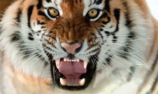 老虎的舌头有什么用处 老虎的舌头的作用