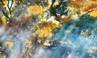 文成红枫古道最佳时间(文成红枫古道几月份)