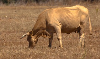 老牛的尾巴有什么作用（老牛的尾巴有什么作用作文）