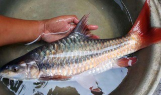 红翅膀鱼学名叫什么（有翅膀的鱼是什么鱼）