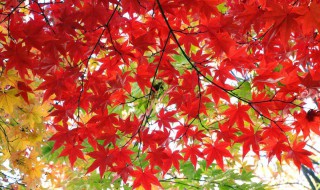 红枫叶树种子播种方法（枫树种子的播种方法）