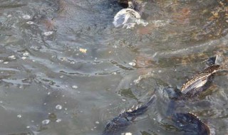 鳜鱼苗的养殖方法 鳜鱼育苗技术