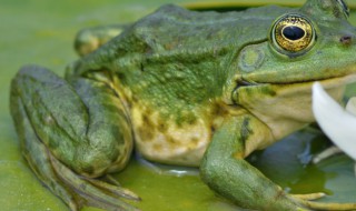 青蛙在哪里冬眠（蛇和青蛙在哪里冬眠）