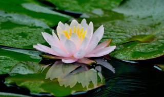 莲花和荷花区别 莲花和荷花有什么不同