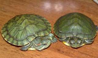 乌龟和甲鱼的区别 乌龟和甲鱼的区别介绍