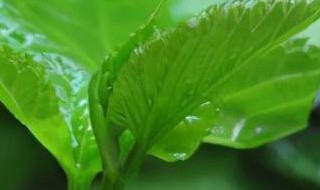 桑叶尖的储存方法 桑叶尖的储存方法是什么