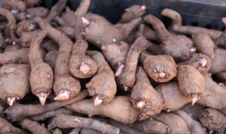 刚挖的魔芋长期储存方法 刚挖的魔芋怎样储存