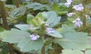 白毛夏枯草的功效与作用 白毛夏枯草的功效与作用是什么