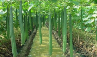 如何挑选丝瓜 挑选丝瓜的技巧