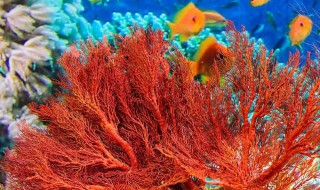 珊瑚是动物还是植物 珊瑚简介