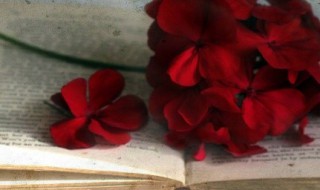 从的拼音 从的组词