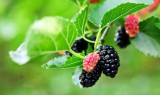 桑葚怎么洗才干净 怎么清洗桑葚