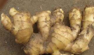 姜井里储存方法 姜井里怎么储存