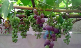 家庭院子里种什么树好 院子里适合种什么树