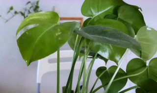 龟背竹的繁殖方法 龟背竹如何繁殖
