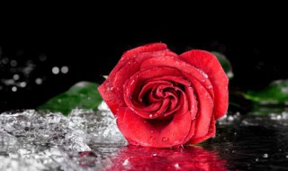 玫瑰花的插扦繁殖方法 玫瑰花的插扦繁殖方法是什么