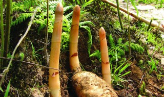 天麻种植方法及步骤 天麻种植主要方法及步骤