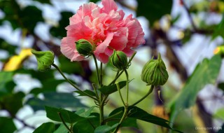 芙蓉花的繁殖方法如下 芙蓉花的种植方法是什么