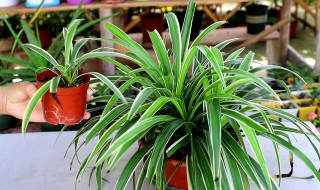 青叶吊兰繁殖方法 青叶吊兰种植方法