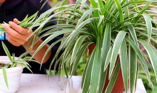 吊兰的繁殖方法 吊兰的繁殖方法是怎样的