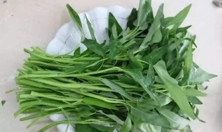 种空心菜的方法步骤 高产空心菜的种植方法步骤