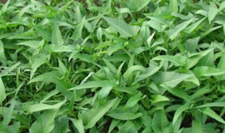 种空心菜的方法和步骤 种空心菜的种植时间