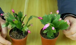 蟹爪兰的种植方法 蟹爪兰如何种植