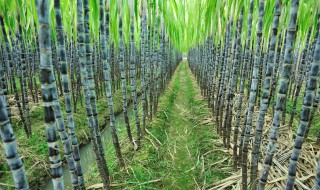 甘蔗种植方法 甘蔗如何种植