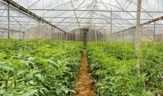 菜心的种植方法 菜心如何种植