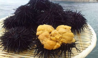 海胆如何保存 海胆怎样如何保存