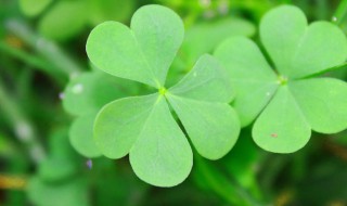 三叶草花语是什么意思 关于三叶草花语介绍