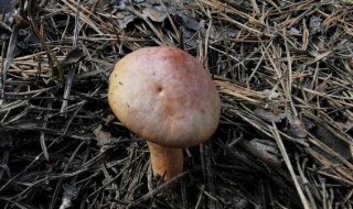 鸡血蘑菇的储存方法 鸡血蘑菇怎么储存