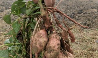 红薯种储存方法 关于红薯种储存方法