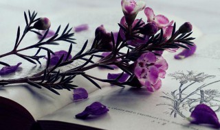 石头的拼音 石头的拼音及解释