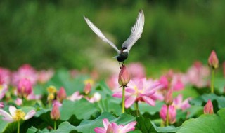 留连戏蝶时时舞自在娇莺恰恰啼的全是意思全诗意思 自在娇莺恰恰啼全诗翻译