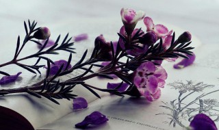 薄饼的拼音 薄饼的拼音及解释