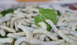 蚕怎么读 蚕的拼音