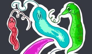 涡虫怎么读 涡虫应该怎么读