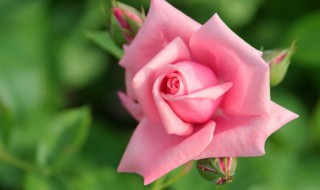 红玫瑰和粉玫瑰的花语是什么 红玫瑰和粉玫瑰的花语解释