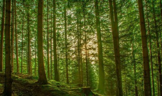 森林的拼音 森林介绍