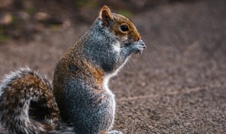 松鼠的拼音 松鼠的拼音怎么写
